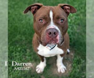 American Staffordshire Terrier Dogs for adoption in Conroe, TX, USA