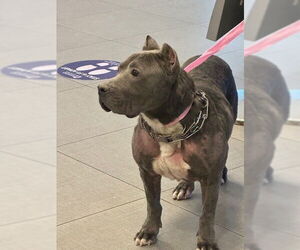 Mutt Dogs for adoption in Rancho Cucamonga, CA, USA