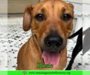 Mutt Dogs for adoption in Pensacola, FL, USA