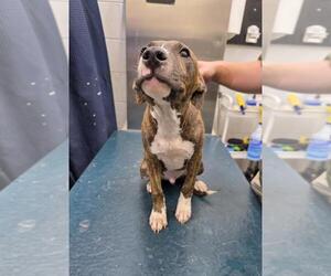 Plott Hound-Unknown Mix Dogs for adoption in Mobile, AL, USA