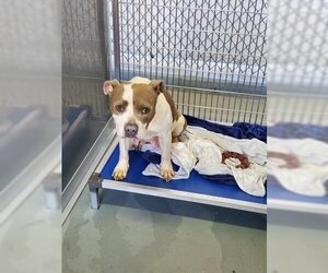 American Pit Bull Terrier Dogs for adoption in Norfolk, VA, USA