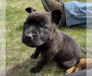 Mutt Dogs for adoption in Incline Village, NV, USA