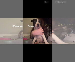 Staffordshire Bull Terrier-Unknown Mix Dogs for adoption in Holly Springs, NC, USA