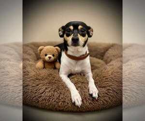 Rat Terrier-Unknown Mix Dogs for adoption in Westwood, NJ, USA