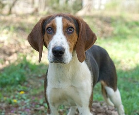 Treeing Walker Coonhound Dogs for adoption in Rocky Mount, VA, USA