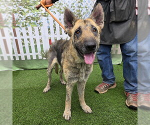German Shepherd Dog Dogs for adoption in Long Beach, CA, USA