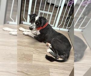Sheepadoodle Dogs for adoption in Baytown, TX, USA