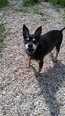 Miniature Pinscher Dogs for adoption in Mukwonago, WI, USA