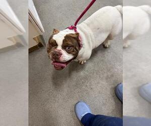 Bulldog-Unknown Mix Dogs for adoption in Forestville, MD, USA