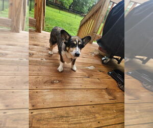 - Mix Dogs for adoption in Mooresville, NC, USA