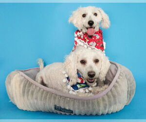 Poodle (Miniature)-Unknown Mix Dogs for adoption in phoenix, AZ, USA