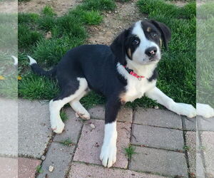Border Collie-Greater Swiss Mountain Dog Mix Dogs for adoption in FAIRLAWN, OH, USA