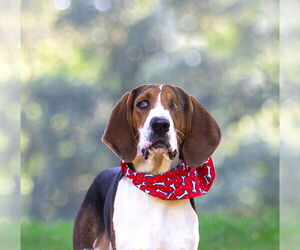 Mutt Dogs for adoption in Unionville, PA, USA