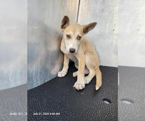 Siberian Husky-Unknown Mix Dogs for adoption in San Antonio, TX, USA