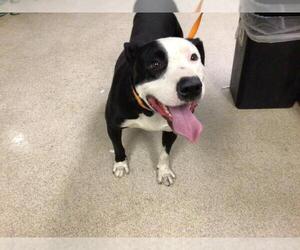 American Pit Bull Terrier Dogs for adoption in Riverside, CA, USA