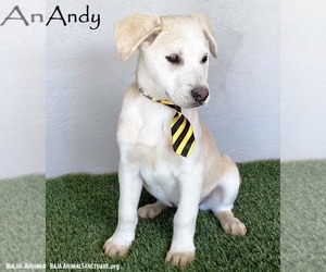 Beagle-Unknown Mix Dogs for adoption in San Diego, CA, USA