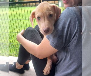 Mutt Dogs for adoption in Lakewood, CO, USA