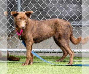 Doberman Pinscher-Labrador Retriever Mix Dogs for adoption in Camarillo, CA, USA