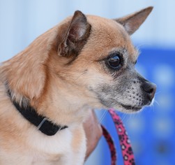 Chihuahua-Unknown Mix Dogs for adoption in Ocean View, DE, USA