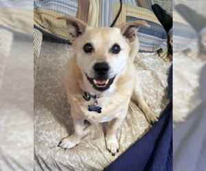 Chi-Corgi Dogs for adoption in Ventura, CA, USA