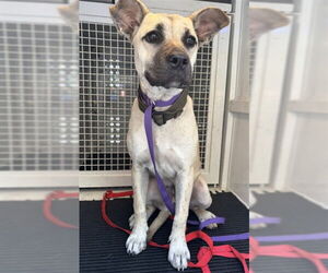 Labrador Retriever-Unknown Mix Dogs for adoption in San Bernardino, CA, USA