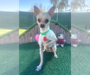 Chihuahua-Unknown Mix Dogs for adoption in Tempe , AZ, USA