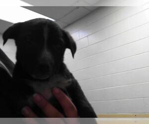 American Pit Bull Terrier-Unknown Mix Dogs for adoption in Tulsa, OK, USA