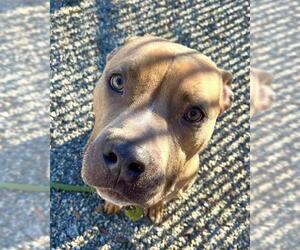 American Staffordshire Terrier-Unknown Mix Dogs for adoption in Palmetto, FL, USA