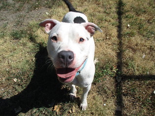 American Pit Bull Terrier Dogs for adoption in Newton, KS, USA