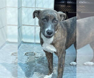 Medium Photo #3 Holland Shepherd-Unknown Mix Puppy For Sale in Corpus Christi, TX, USA