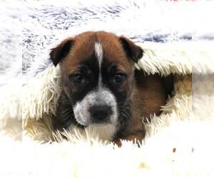 Mutt Dogs for adoption in Thief River Falls, MN, USA