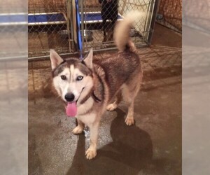 Siberian Husky Dogs for adoption in Glen Haven, WI, USA