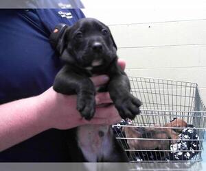 Redbone Coonhound-Unknown Mix Dogs for adoption in Tulsa, OK, USA