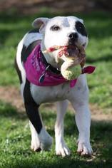 Bullypit Dogs for adoption in Kettering, OH, USA