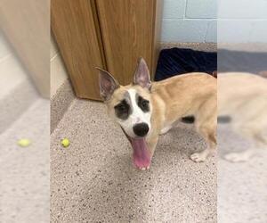 Border Collie-Unknown Mix Dogs for adoption in Brighton, CO, USA