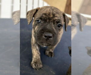 French Bulldog-Unknown Mix Dogs for adoption in Lake Forest, CA, USA