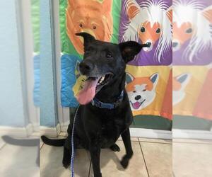 Labrador Retriever-Unknown Mix Dogs for adoption in Sebring, FL, USA