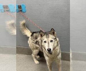 Siberian Husky-Unknown Mix Dogs for adoption in Las Vegas, NV, USA