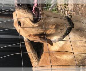 Golden Labrador Dogs for adoption in Coleman, TX, USA