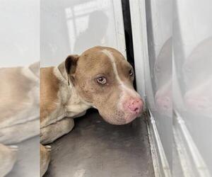 American Pit Bull Terrier Dogs for adoption in Stockton, CA, USA