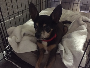 Chihuahua-Unknown Mix Dogs for adoption in Seguin, TX, USA