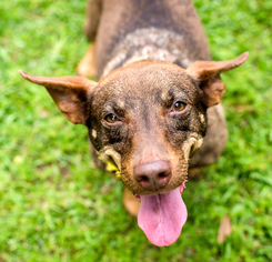Dorgi Dogs for adoption in Lafayette, LA, USA