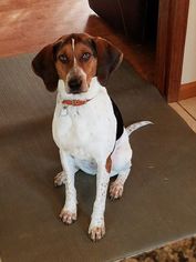 Small English Coonhound-Treeing Walker Coonhound Mix