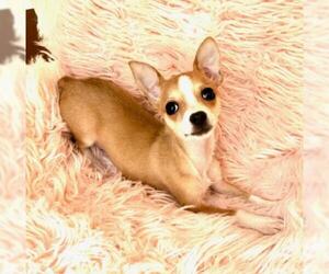 Chihuahua Dogs for adoption in Rockville, MD, USA