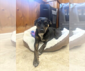 Feist Terrier-Unknown Mix Dogs for adoption in Raleigh, NC, USA