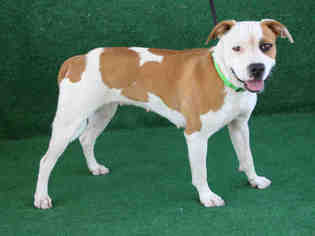 American Pit Bull Terrier Dogs for adoption in Hanford, CA, USA