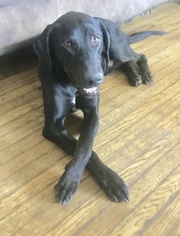 Doberman Pinscher-Labrador Retriever Mix Dogs for adoption in Redding CA, CA, USA