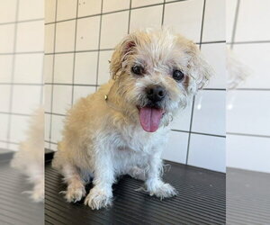 Mutt Dogs for adoption in Downey, CA, USA