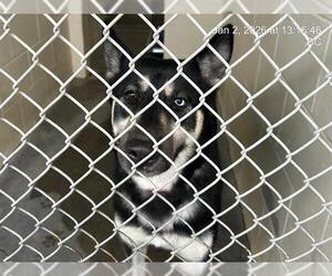 Gerberian Shepsky Dogs for adoption in Ocala, FL, USA