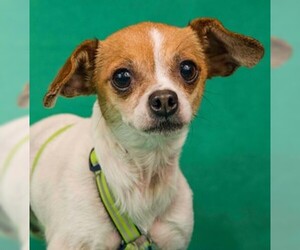 Medium Photo #1 Chihuahua-Unknown Mix Puppy For Sale in Davis, CA, USA